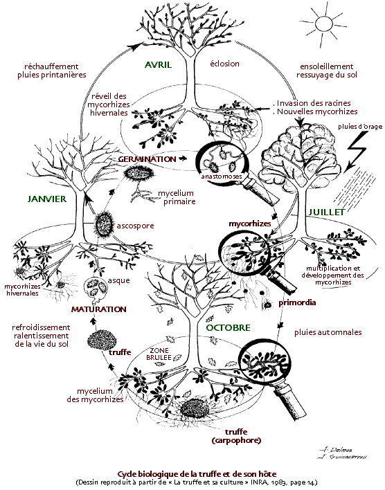Schéma représentant le cycle des truffes