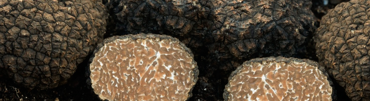 Truffes de Bourgogne Uncinatum