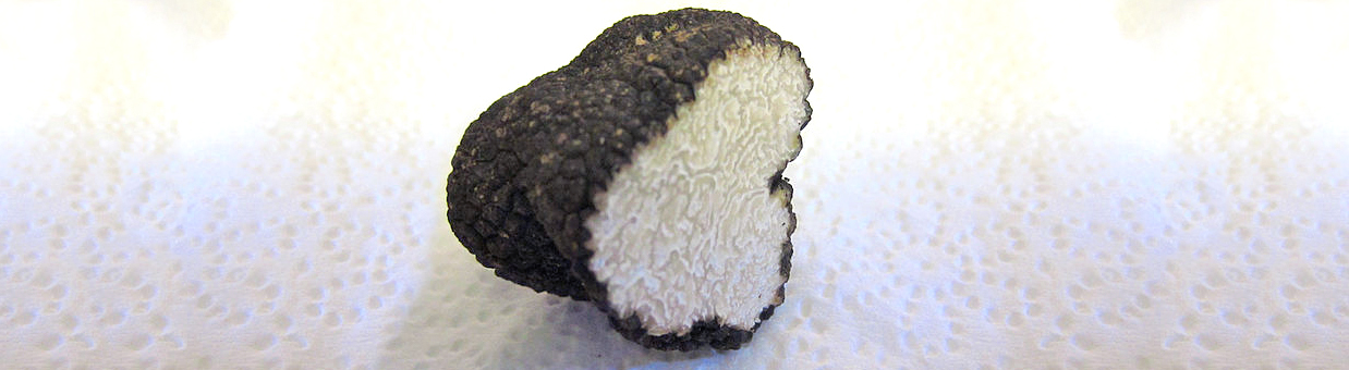 Truffe d'été