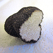 Truffe blanche d'été