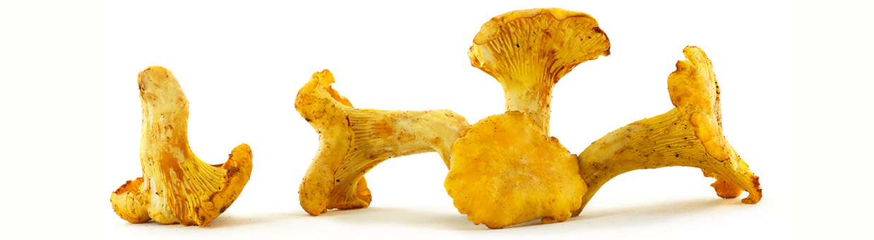 Wild mushrooms : chanterelles